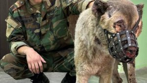 A Kazakhstani Firefighter Who Rescued a Dog From a Burning House Visited the Animal at a Veterinary Clinic in Astana